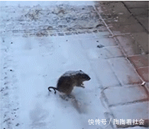 t01c36530edf7972a04.gif