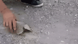 cb2b8bc4042bf4bb964cb6451e5a195c.gif