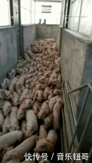 t0183a3bdd597ab9637.gif