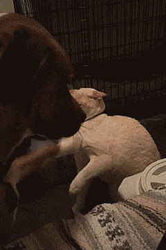 e57f1b4f205b88fe72dd34cb7343484a.gif