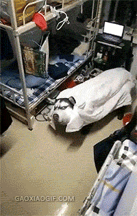 6c4ffb54a7fa9da000ba531626a36ba4.gif