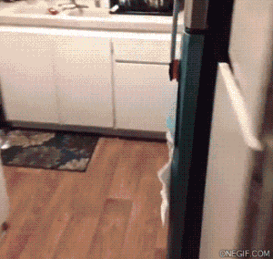 t01788070fa3e481283.gif