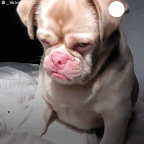 f26e9c26293bcbc37eabee60983279b2.gif