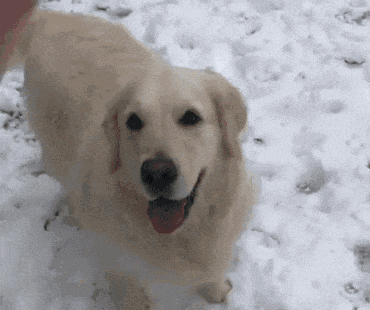 t01f96d52cc39b80b0c.gif