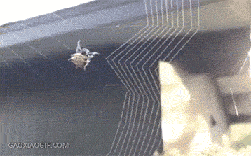 727403c724b88d6c0ec7108d0237a455.gif
